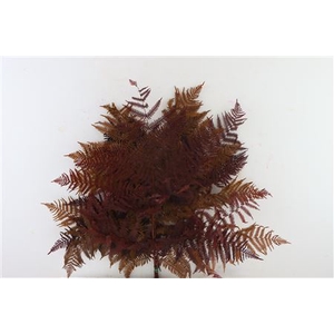 Pres Bracken Fern 5pc Mix Autumn Bunch