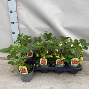 Fragaria Ananassa 'Elsante'