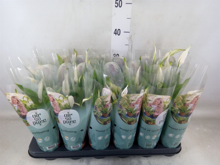 <h4>Spathiphyllum  'Pearl Cupido'</h4>