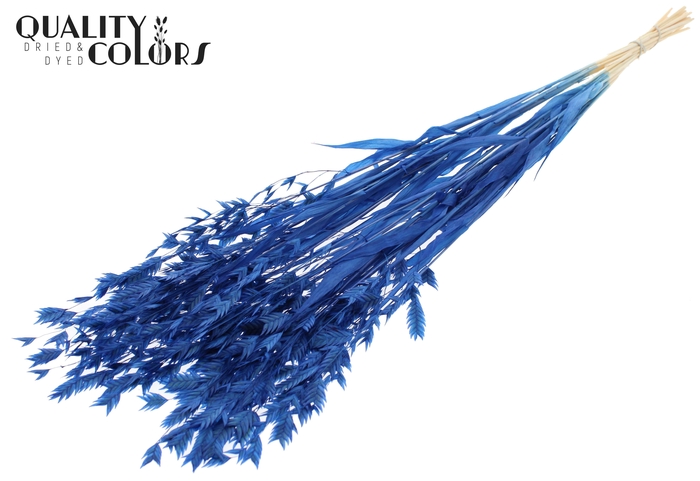 <h4>Chasmantium Preserved per bunch Bleached Blue</h4>
