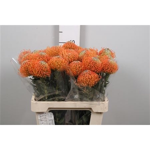 Leuco Ayoba Orange