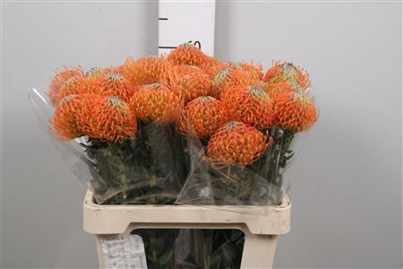 Leuco Ayoba Orange