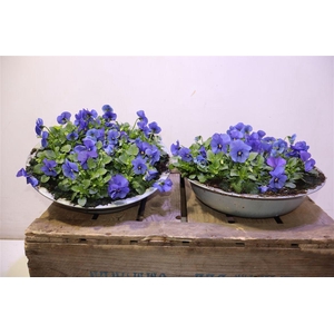 Vio Co Sor Xp Bluebl In Zinken Schaal