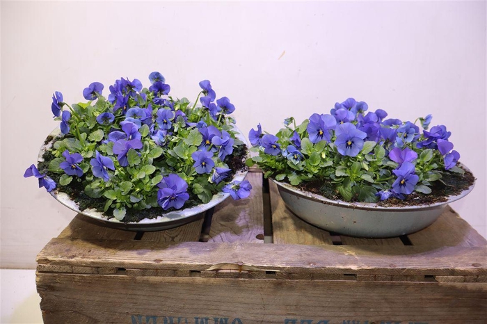 <h4>Vio Co Sor Xp Bluebl In Zinken Schaal</h4>