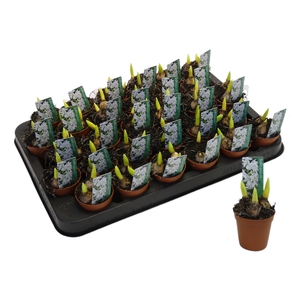 SCILLA WHITE MINI P5