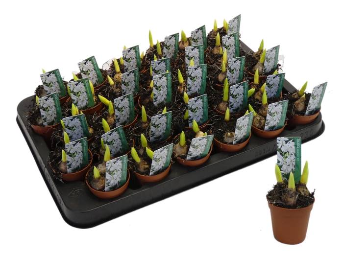 <h4>SCILLA WHITE MINI P5</h4>