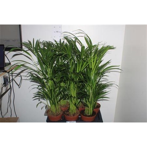 Dypsis Lutescens 25pp