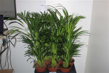 <h4>Dypsis Lutescens 25pp</h4>