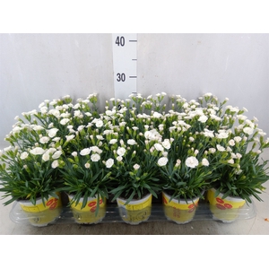 Dianthus allw. 'Lucky Lips Lena'