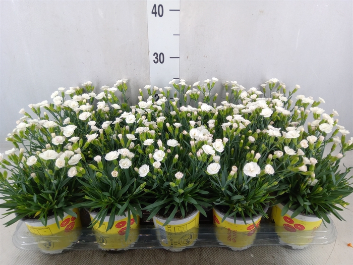 <h4>Dianthus allw. 'Lucky Lips Lena'</h4>