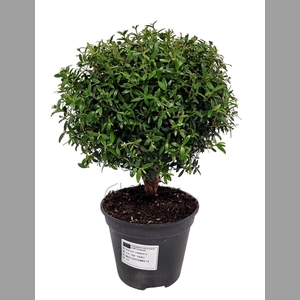 MYRTUS COM