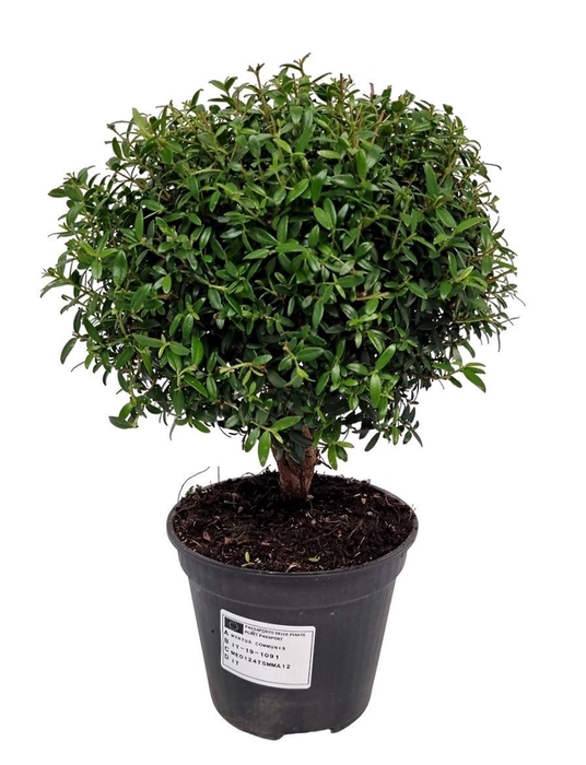 MYRTUS COM