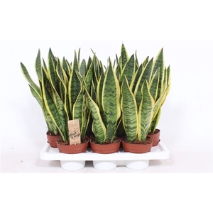 Sansevieria Laurentii