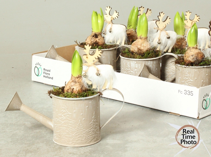 <h4>ARR HYACINTH</h4>