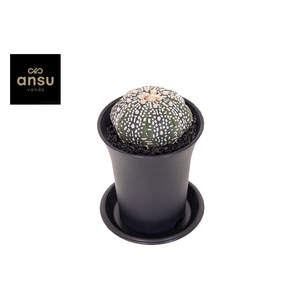 Astrophytum Asterias