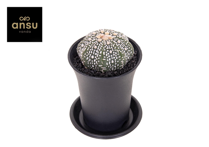 <h4>Astrophytum Asterias</h4>