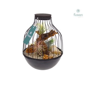 Vogelkooi metaal zwart Medium met Tillandsia Air Plants