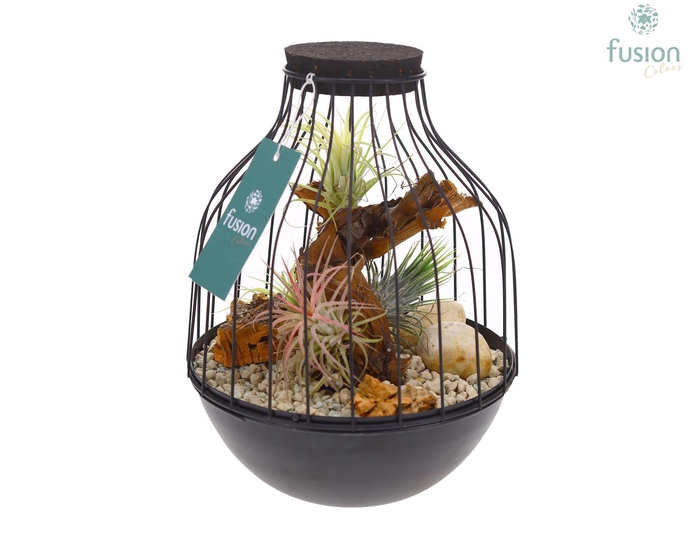 <h4>Vogelkooi metaal zwart Medium met Tillandsia Air Plants</h4>