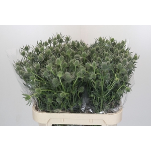Eryngium Silver Dynamite