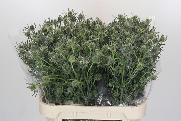 <h4>Eryngium Silver Dynamite</h4>