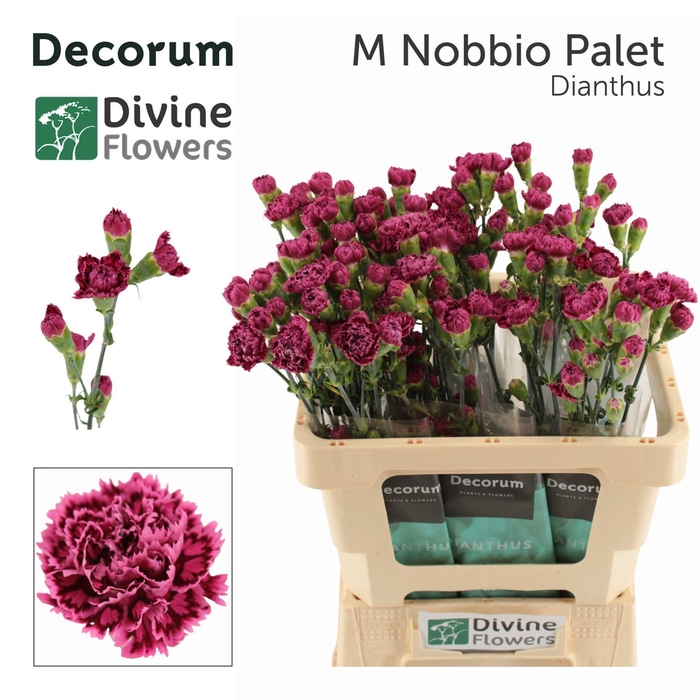 <h4>Dianthus TR 'Mini Nobbio Palette'</h4>