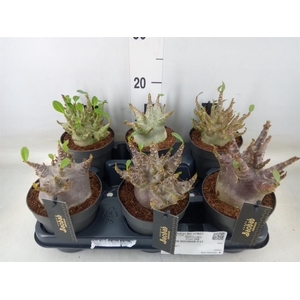 Adenium NB 'Ansu Baobab'