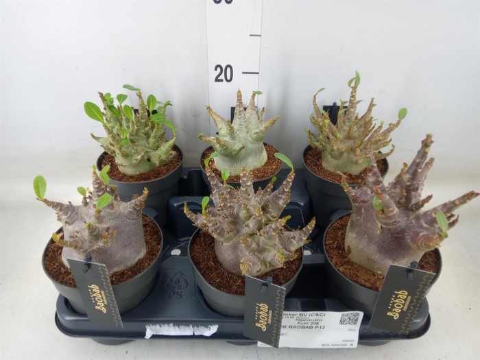 <h4>Adenium NB 'Ansu Baobab'</h4>