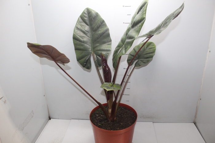 <h4>ALOCASIA RED SUMMIT P30</h4>