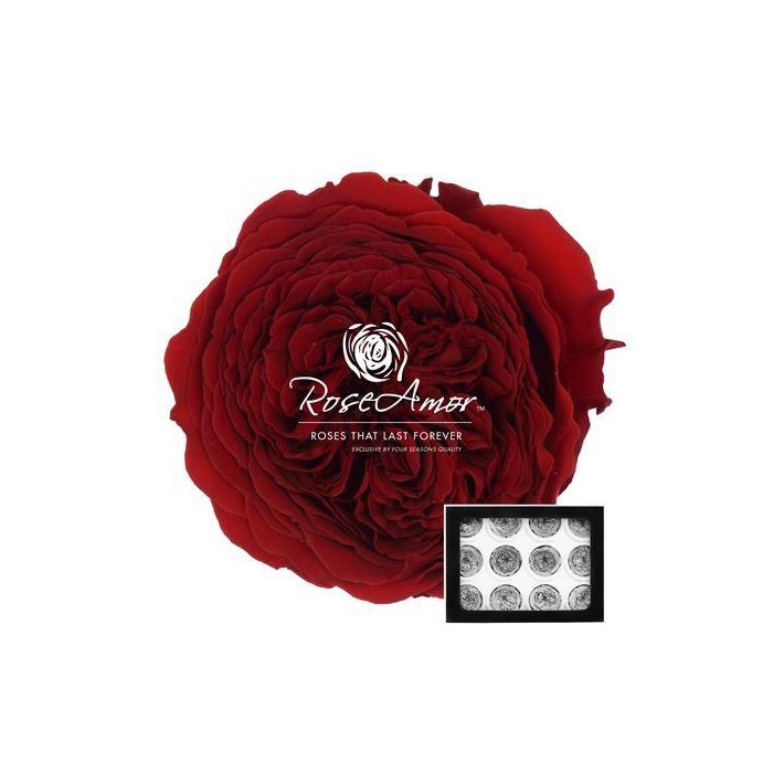 <h4>Amelia Red01</h4>