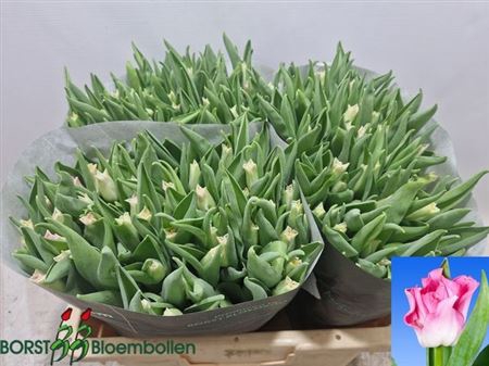 <h4>Tu Co Crown Dynasty</h4>