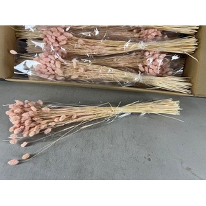 Df Phalaris Bs Porcellana 100g