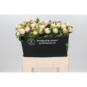 Paeonia Lact.  Chiffon Parfait