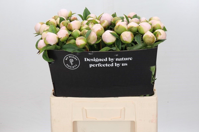 <h4>Paeonia Lact.  Chiffon Parfait</h4>