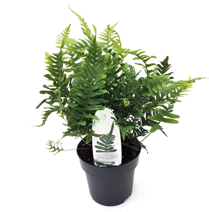 <h4>Polypodium vulgare</h4>