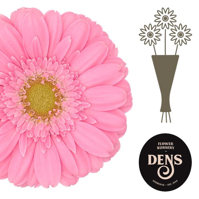 <h4>Germini Kirstey Water</h4>