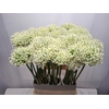 Allium Mount Everest
