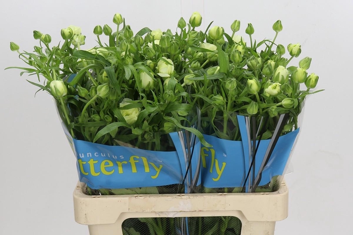 Ranunculus Butterfly Graces