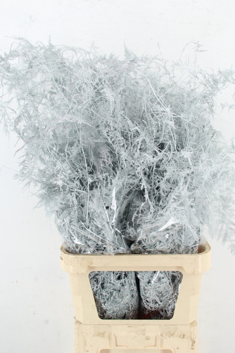 <h4>Asp IT L.Getopt Wit</h4>