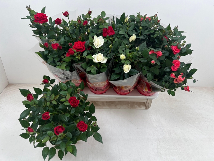 <h4>RO FAV RO GEM 3 SRT</h4>