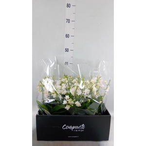 Phalaenopsis multi. 'Cream Punch'