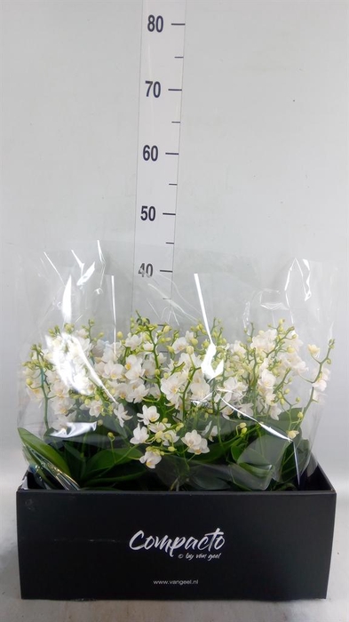 <h4>Phalaenopsis multi. 'Cream Punch'</h4>