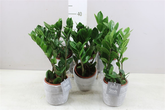 <h4>Zamioculcas In Stone Keramiek</h4>