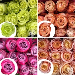 R Eq Mix Free Spirit, Pink X, Proud, Sweetness