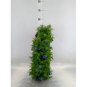 Perkplanten   ...sorted   [Bedding]