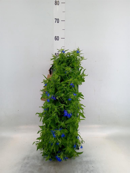 <h4>Perkplanten   ...sorted   [Bedding]</h4>