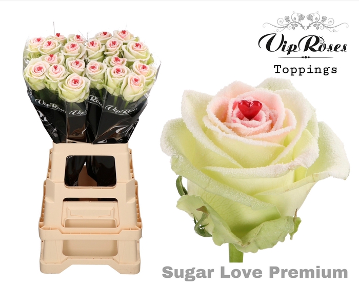 <h4>R Gr Sugar Love Noelle</h4>