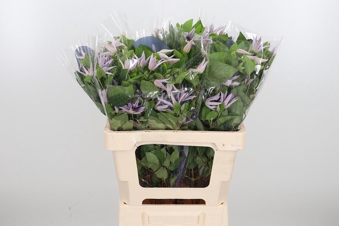 <h4>Clem Amazing Miami</h4>