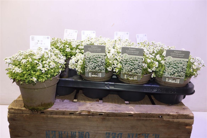 <h4>Hutchinsia Alpina</h4>