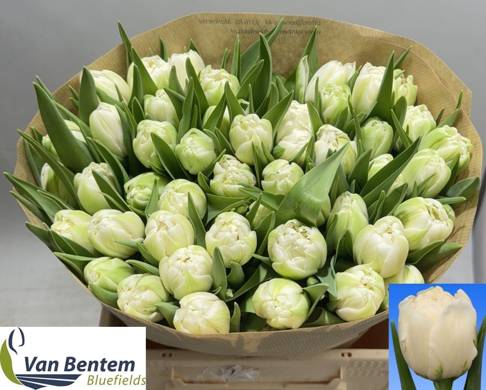 <h4>TU DU GALILEO</h4>