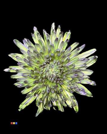 <h4>Chr G Topspin Polar Light</h4>